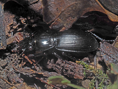 Pterostichus melas