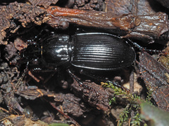 Pterostichus melas