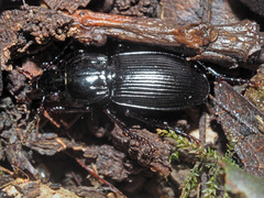 Pterostichus melas