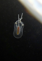 Euphysa