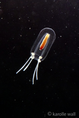Euphysa