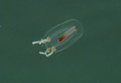 Euphysa