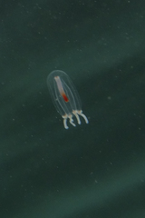 Euphysa