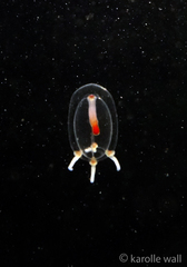 Euphysa