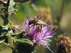 Halictus quadricinctus
