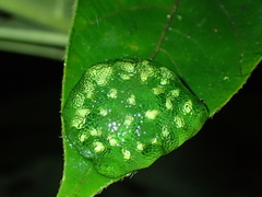 Hyalinobatrachium colymbiphyllum image