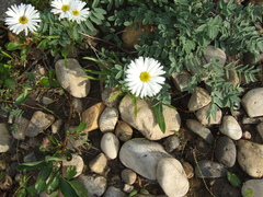 Erigeron silenifolius