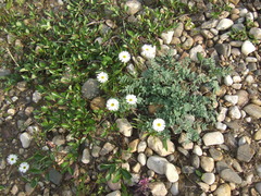 Erigeron silenifolius