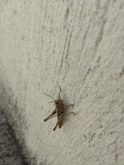 Acrididae
