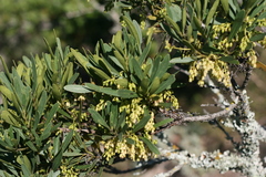 Euclea schimperi daphnoides