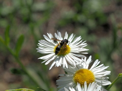 Leptochilus membranaceus