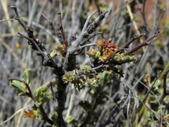 Hermannia desertorum