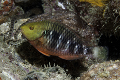 Reef Parrotfish photo 2