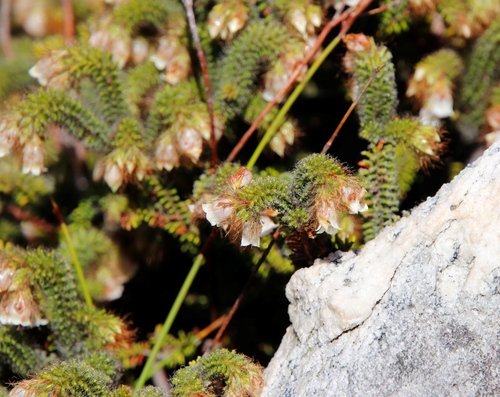 Image of Erica cygnea by (c) Tony Rebelo, some rights reserved (CC BY-SA)