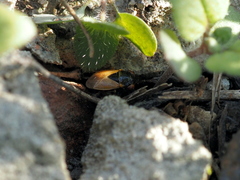 Geocoris megacephalus