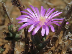 Trichodiadema setuliferum