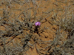 Trichodiadema setuliferum