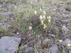 Castilleja hyparctica