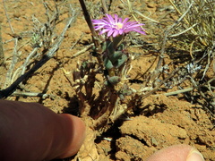 Trichodiadema setuliferum