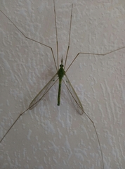 Leptotarsus virescens