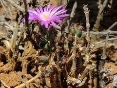 Trichodiadema setuliferum