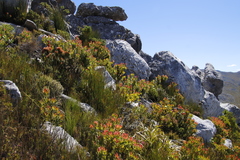 Grubbia tomentosa