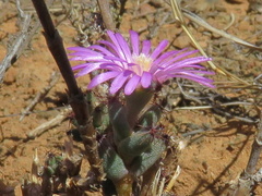 Trichodiadema setuliferum