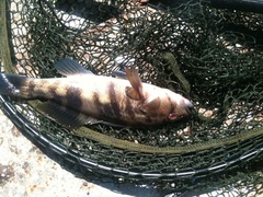 Paralabrax nebulifer