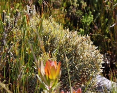 Grubbia tomentosa