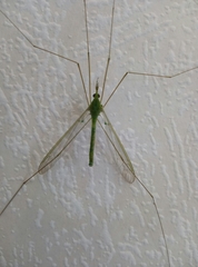 Leptotarsus virescens