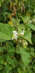 Solanum torvum