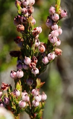 Erica holosericea