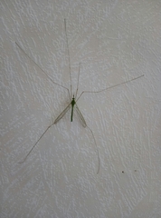 Leptotarsus virescens