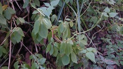 Peperomia liebmannii