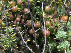 Asparagus burchellii