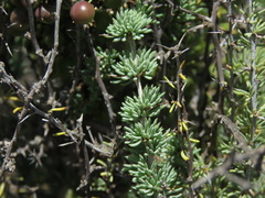 Asparagus burchellii