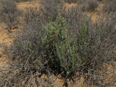 Asparagus burchellii