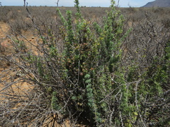 Asparagus burchellii