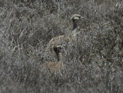 Eupodotis vigorsii vigorsii