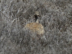 Eupodotis vigorsii vigorsii