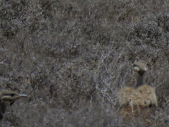 Eupodotis vigorsii vigorsii