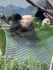 Ailuropoda melanoleuca