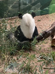 Ailuropoda melanoleuca