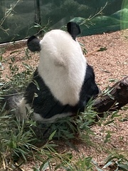 Ailuropoda melanoleuca