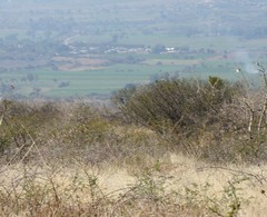 Pyrocephalus rubinus