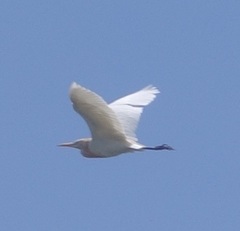 Bubulcus ibis