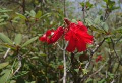 Rhododendron