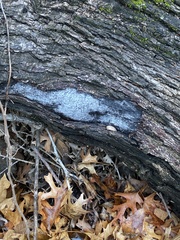 Biscogniauxia atropunctata