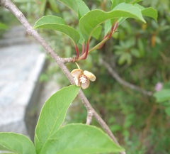 Schisandra