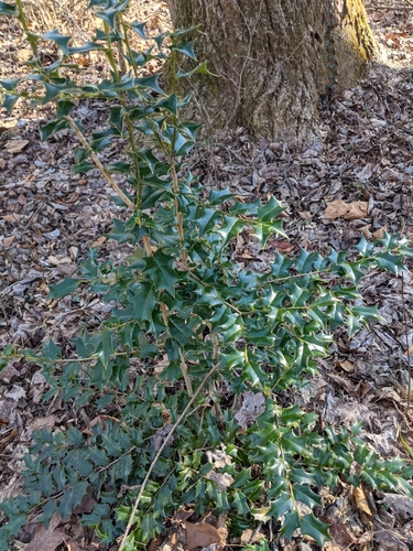 Ilex cornuta